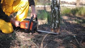 Best Tree Preservation Services  in Hampton, VA