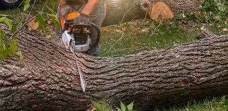 Best Fruit Tree Pruning  in Hampton, VA