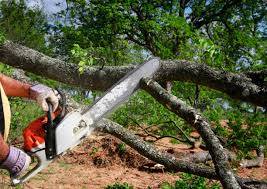 Best Seasonal Cleanup (Spring/Fall)  in Hampton, VA