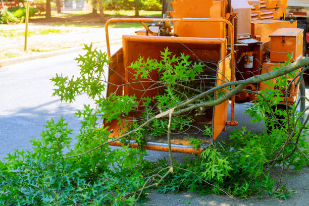 Best Fruit Tree Pruning  in Hampton, VA