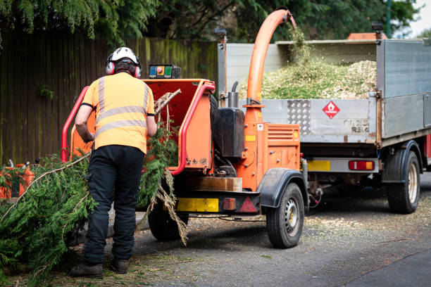 How Our Tree Care Process Works  in  Hampton, VA