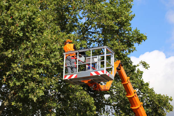 Best Stump Grinding and Removal  in Hampton, VA