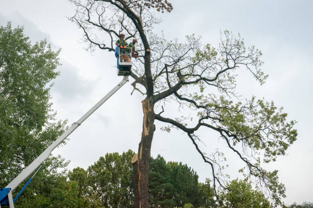 Best Palm Tree Trimming  in Hampton, VA