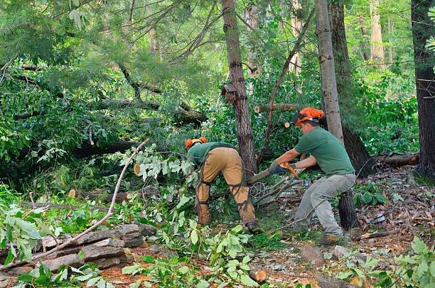 Trusted Hampton, VA Tree Care Services Experts