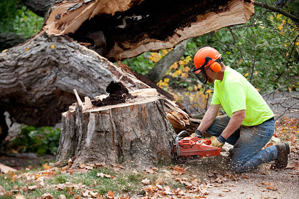 Best Hazardous Tree Removal  in Hampton, VA