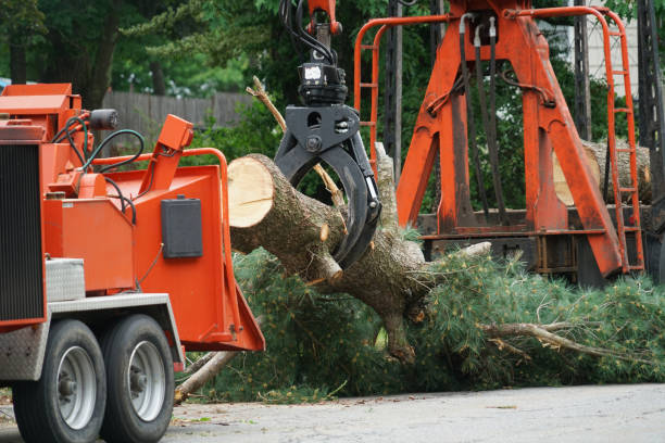 Best Tree Risk Assessment  in Hampton, VA