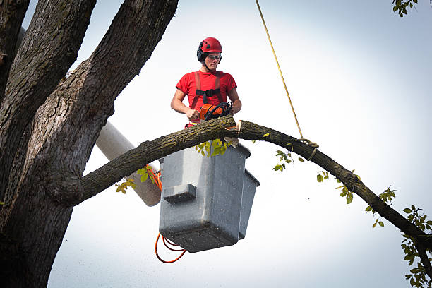 Best Commercial Tree Services  in Hampton, VA