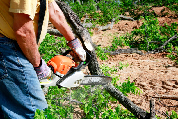 Best Tree and Shrub Care  in Hampton, VA